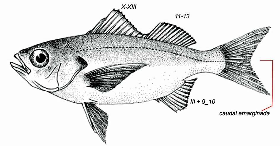 Brachydeuterus auritus_01.jpg